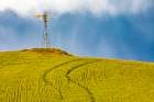 USA-Washington State-Palouse-Colfax Green fields of wheat windmills, Weather Vane Art Print